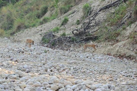 Jim Corbett Resort Ramnagar  Bagian luar foto