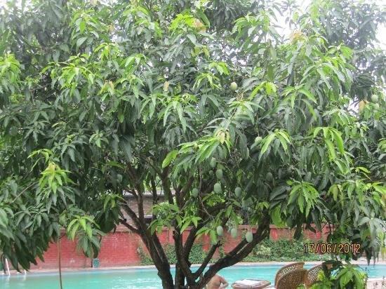 Jim Corbett Resort Ramnagar  Bagian luar foto